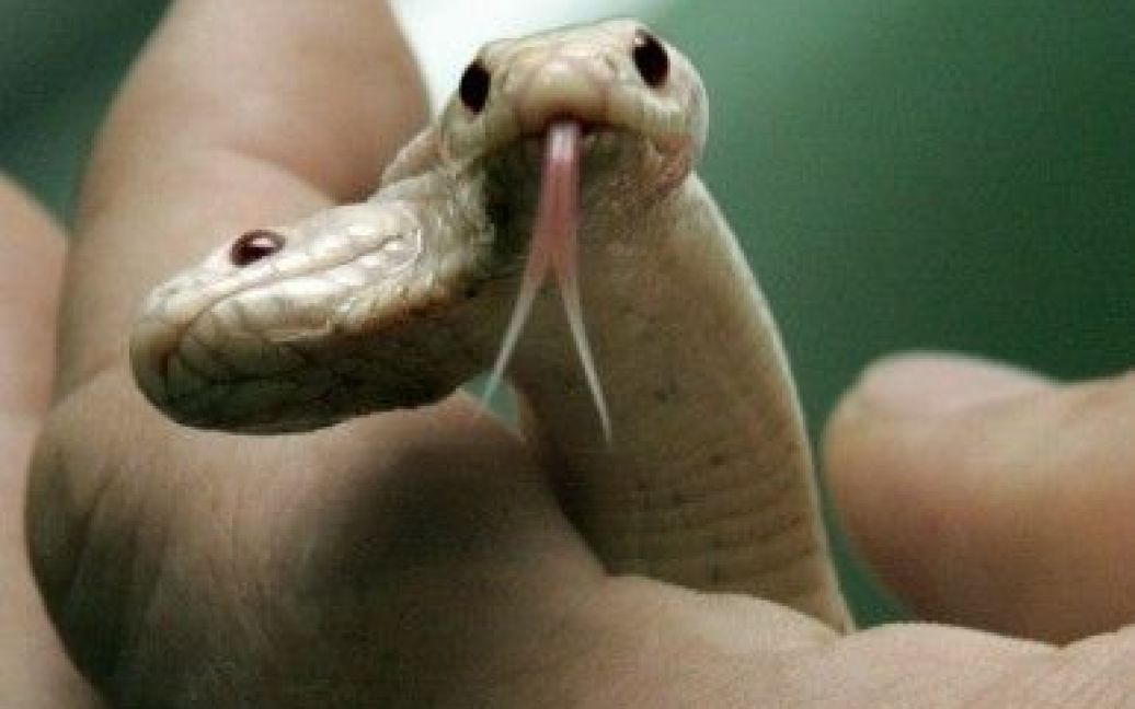 Двоголові змії - велика рідкість, вони народжуються в середньому одна на 10 тис. особин / © УНІАН