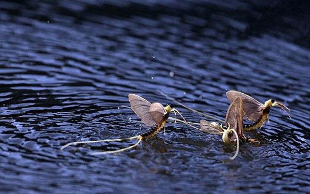 Угорщина, Тісафюред. Довгохвості поденки (Palingenia longicauda) танцюють навколо один одного на поверхні річки Тиса біля міста Тісафюред. / © AFP
