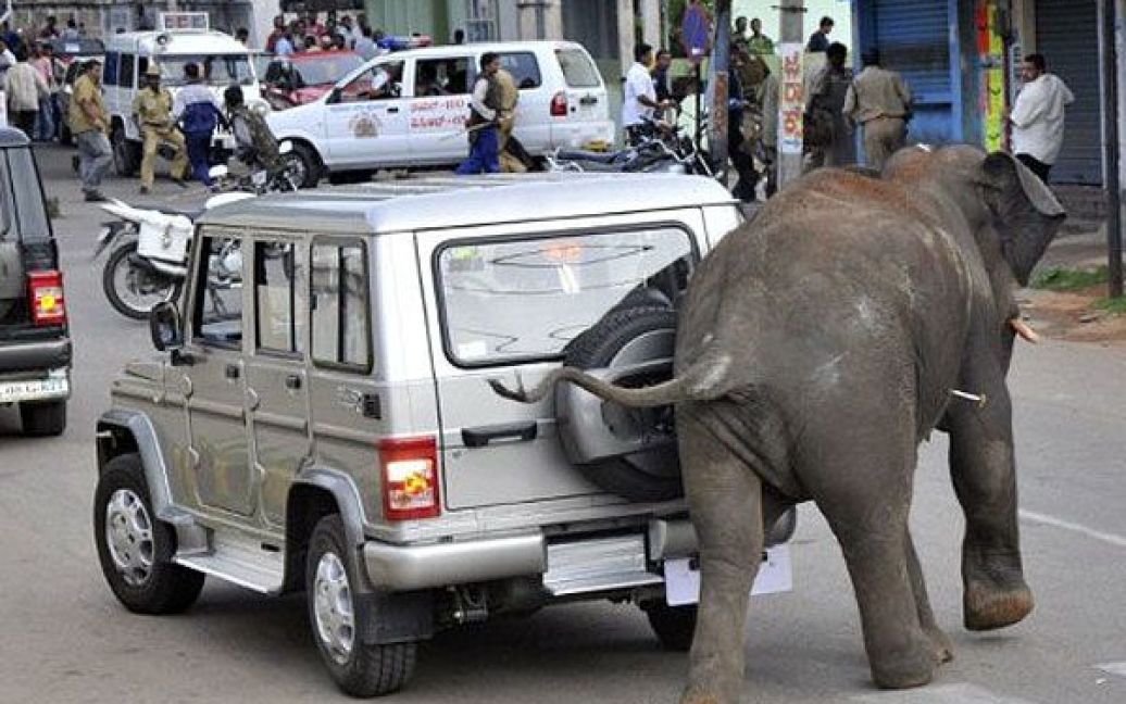 Одного зі слонів, який увірвався на місцевий ринок, вдалося приспати пострілом з снодійним зі спеціальної рушниці. / © AFP