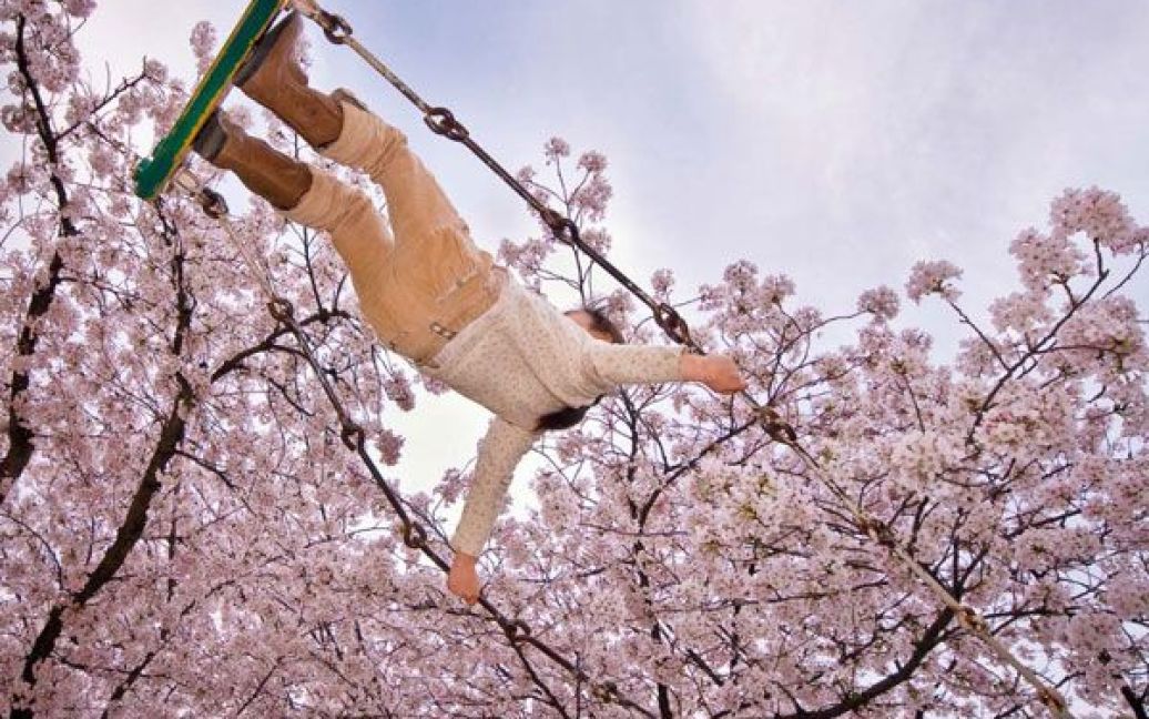 Цвітіння вишні у багатьох країнах світу є символом приходу весни / © National Geographic