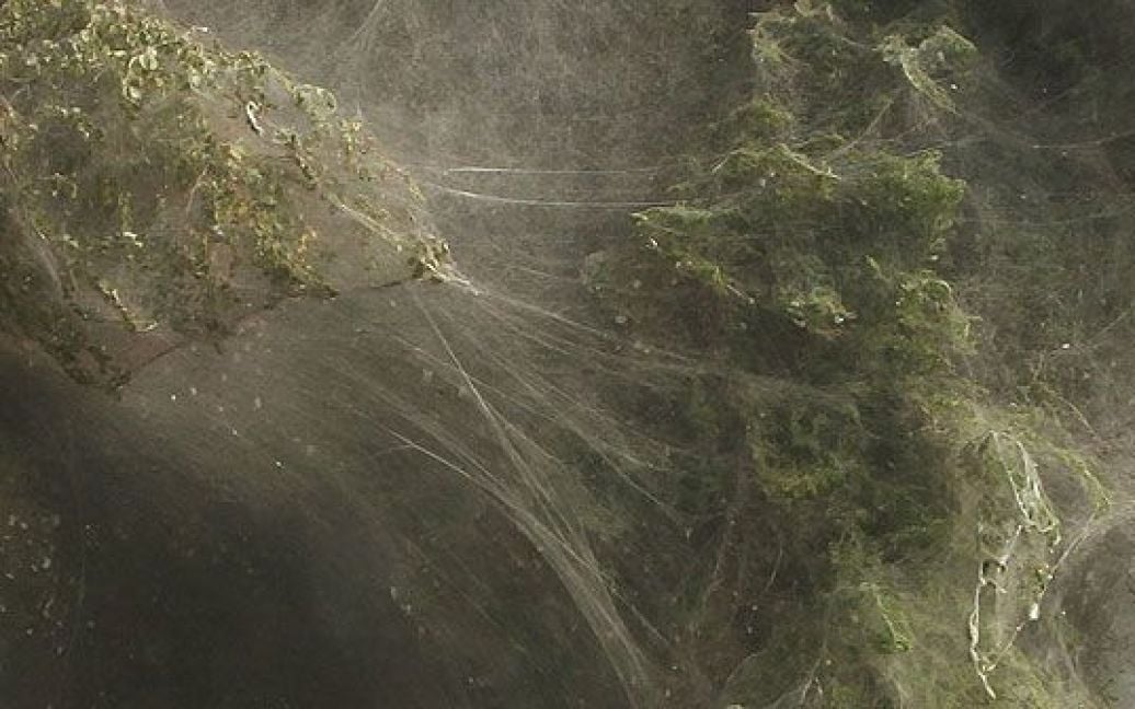 Дерева у провінції Сінд перетворились на кокони через щільне павутиння. / © bigpicture.ru