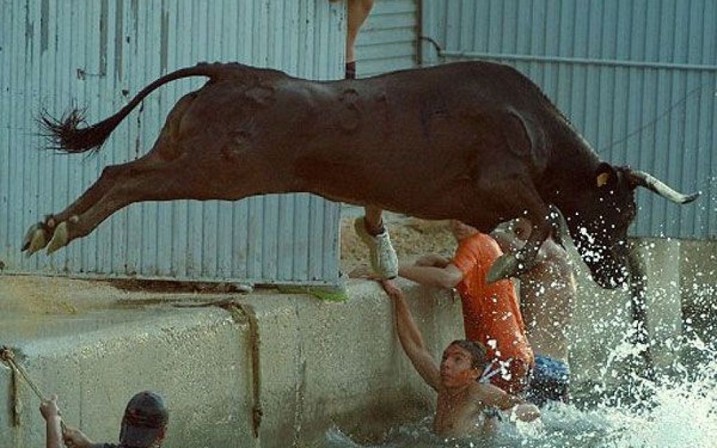 Іспанія, Денія. Бик стрибає у воду під час традиційного забігу з биками в порту Денія. / © AFP