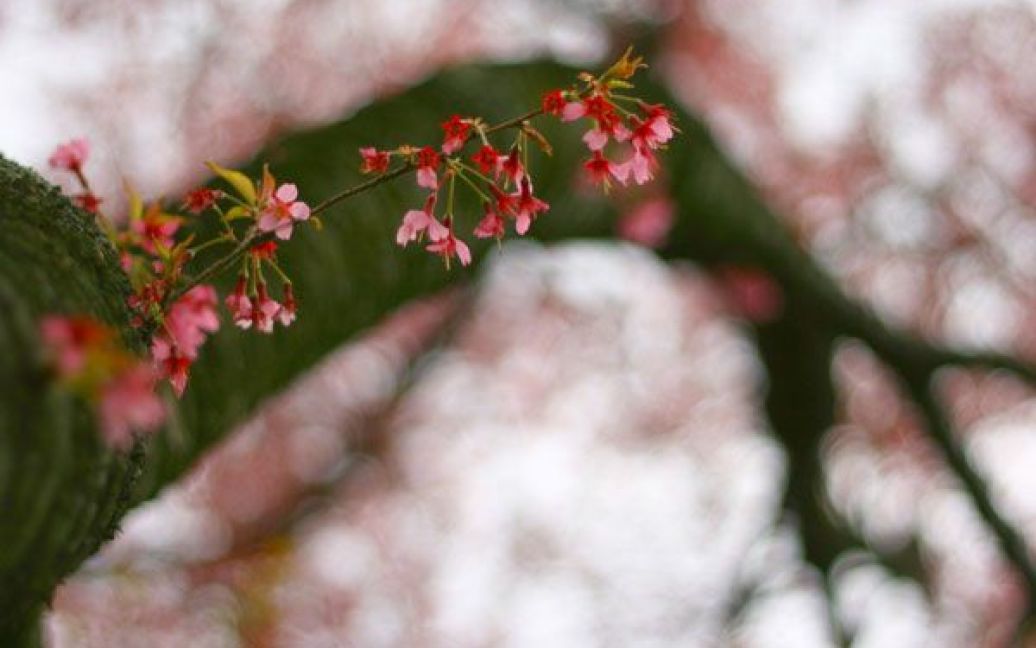 Цвітіння вишні у багатьох країнах світу є символом приходу весни / © National Geographic