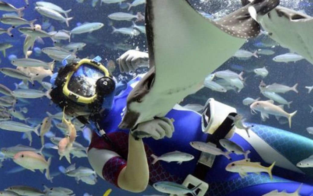 Токіо, Японія. Дайвер плаває з рибами під час прес-туру по акваріуму "Саншайн". Акваріум буде відкрито для вільного відвідування 4 серпня. / © AFP