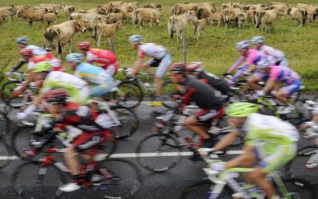 Франція, Сан-Флер. Велогонщики проїздять повз корів під час дев&#039;ятого етапу велогонки "Тур де Франс 2011". / © AFP