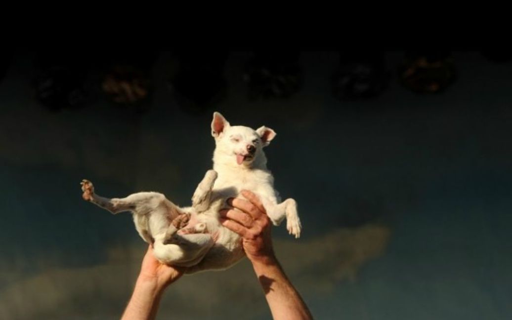 У 2010 році перемогу здобула практично одноока чотирирічна собака породи чіхуахуа на прізвисько Принцеса Еббі Френсіс. / © Washington Post