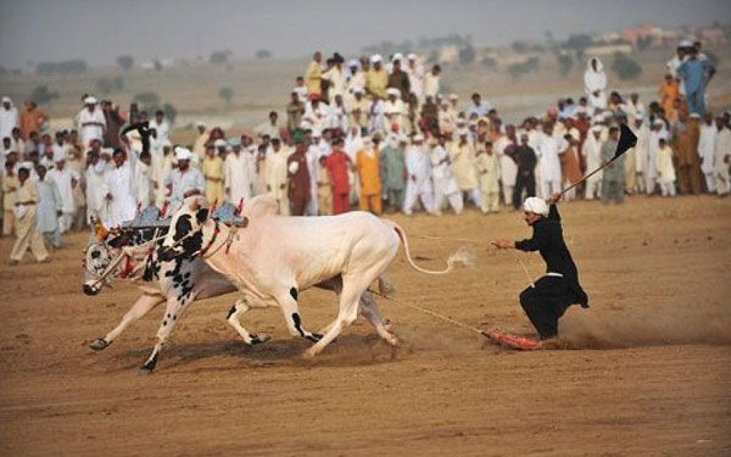 Пакистан, Ісламабад. Жокей тягнеться за биками під час перегонів на биках, які влаштували на околиці Ісламабаду. Тисячі глядачів прийшли подивитись на щорічний фестиваль, який проходить біля святині імама Газі Саркар. / © AFP
