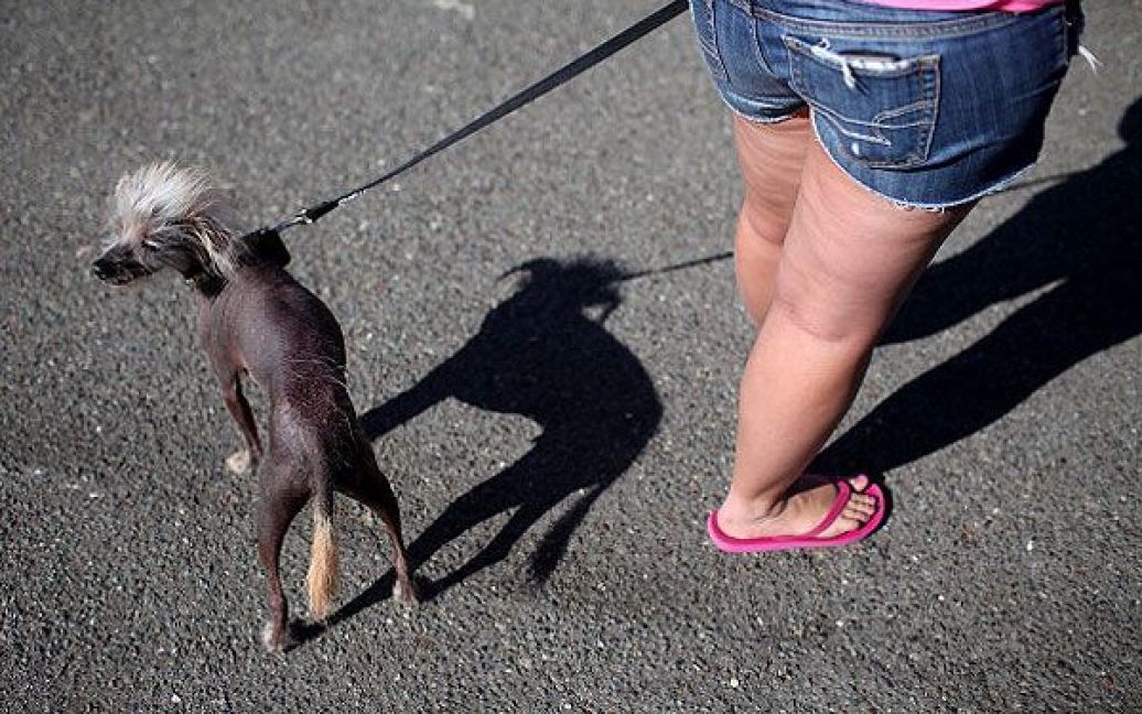 В Каліфорнії (США) відбувся 23-ій міжнародний конкурс, на якому журі обрало найпотворнішого собаку в світі. / © Getty Images/Fotobank