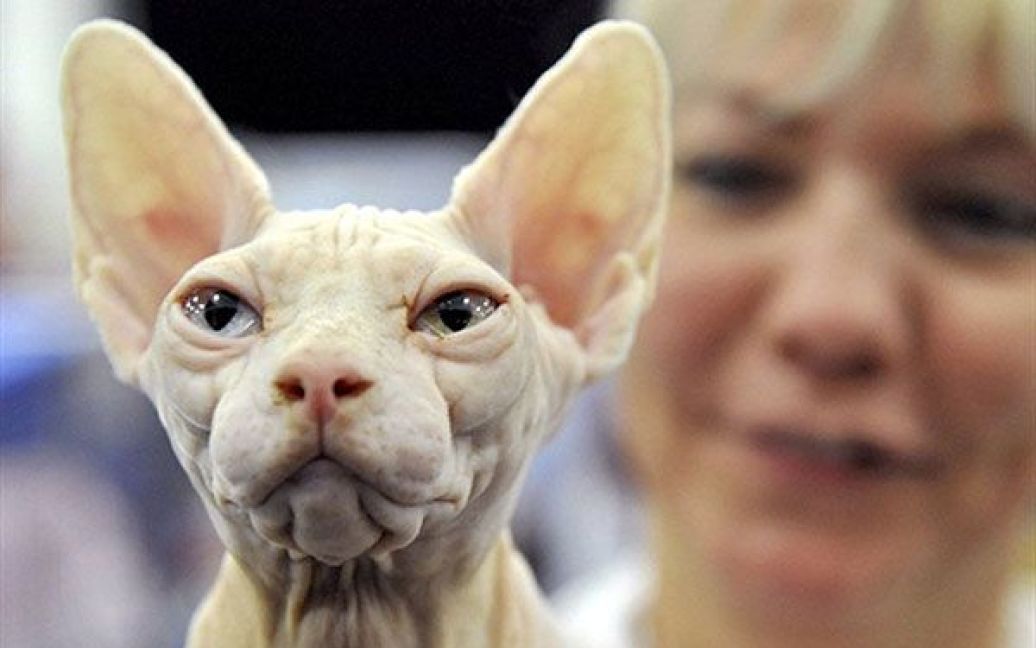 Німеччина, Хемніц. Кішка породи "канадський сфінкс" бере участь у виставці "Sax Cat" у східному німецькому місті Хемніц, на яку привезли більше 250 кішок одинадцяти порід. / © AFP