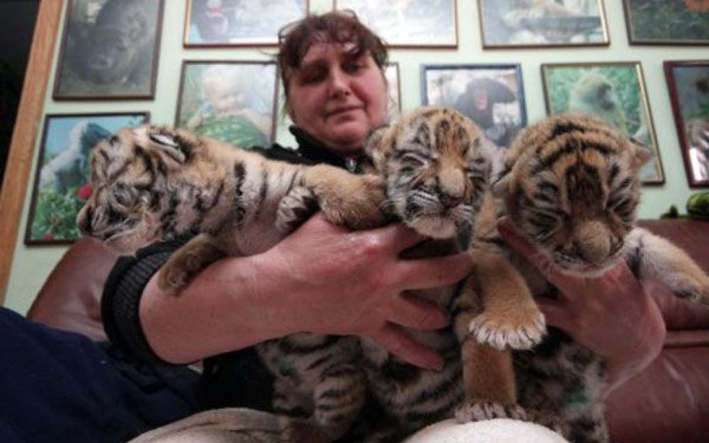 В ялтинському приватному зоопарку "Казка" з&rsquo;явились на світ одразу три уссурійські тигри. / © УНІАН