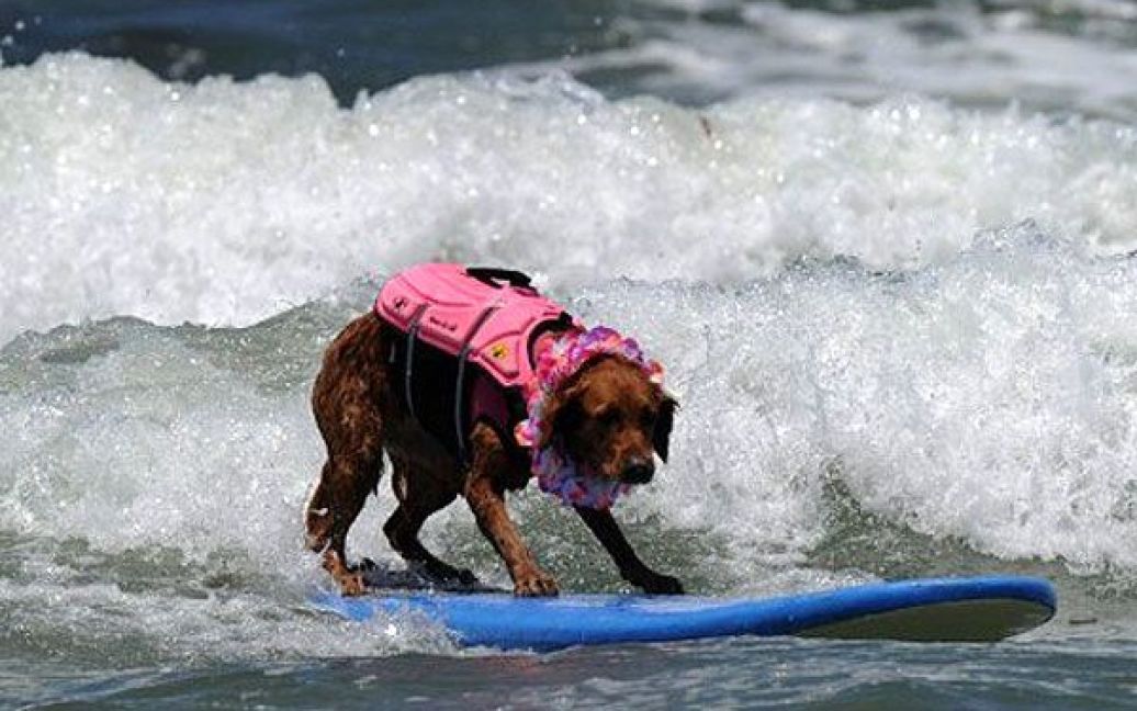 У Сан-Дієго (США) на пляжі Імперіал-Біч пройшов 6-ий щорічний Чемпіонат з водного серфінгу серед собак. / © AFP