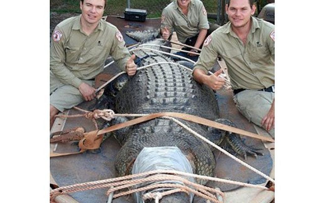 Австралія, Дарвін. Рейнджери зловили 4,5-метрового крокодила в австралійському національному парку дикої природи Марі Рівер. Крокодила визнали найбільшим "уловом" у Північній території за 2011 рік. Фото AFP/HO/NT PARKS AND WILDLIFE. / © AFP
