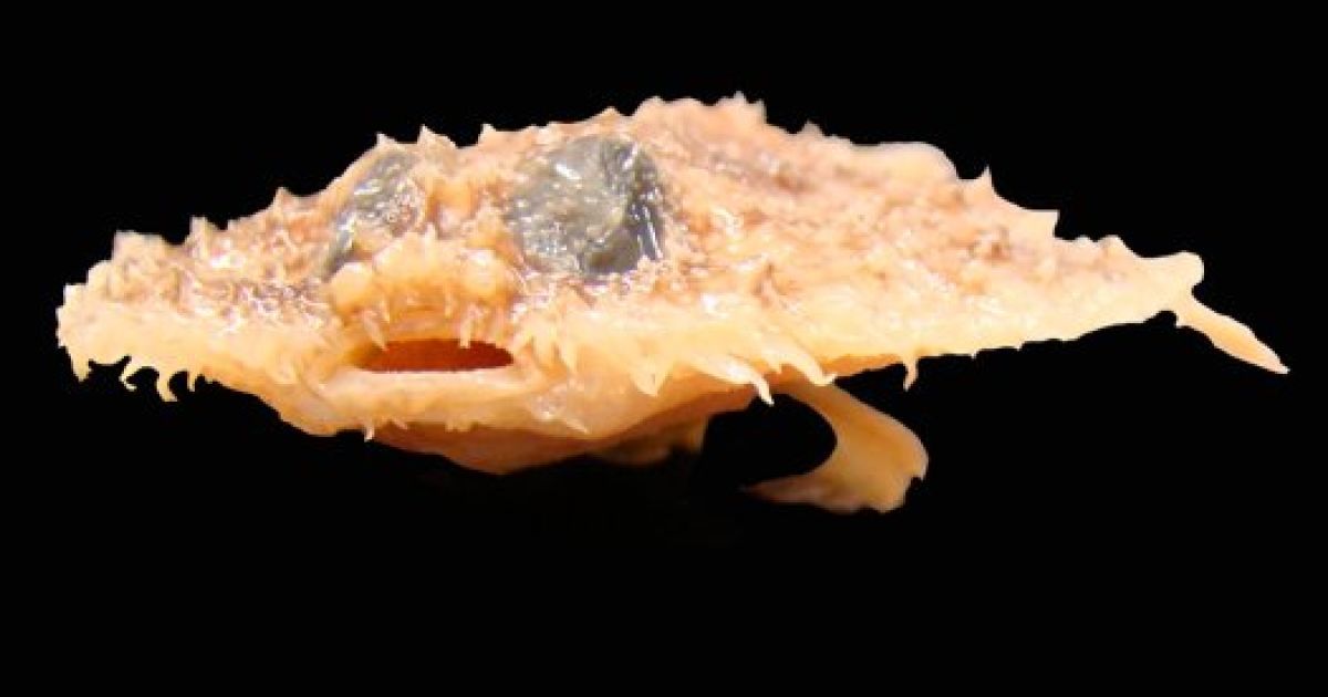 Риба Halieutichthys intermedius