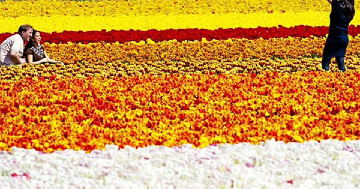 Нідерланди, Ліссе. Туристи фотографуються на барвистих полях тюльпанів у місті Ліссе. Щороку квітучі тюльпани збирають в Ліссе тисячі туристів з усього світу. / © AFP