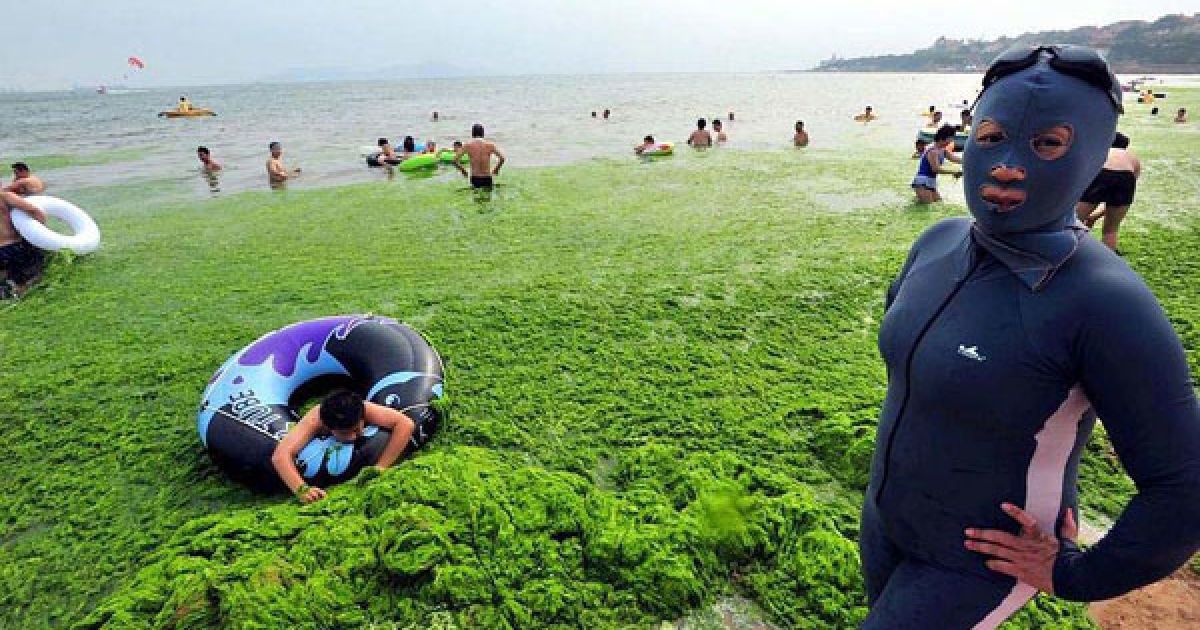 Пляжі китайської провінції на березі Жовтого моря потерпають від нашестя зелених водоростей. / © bigpicture.ru