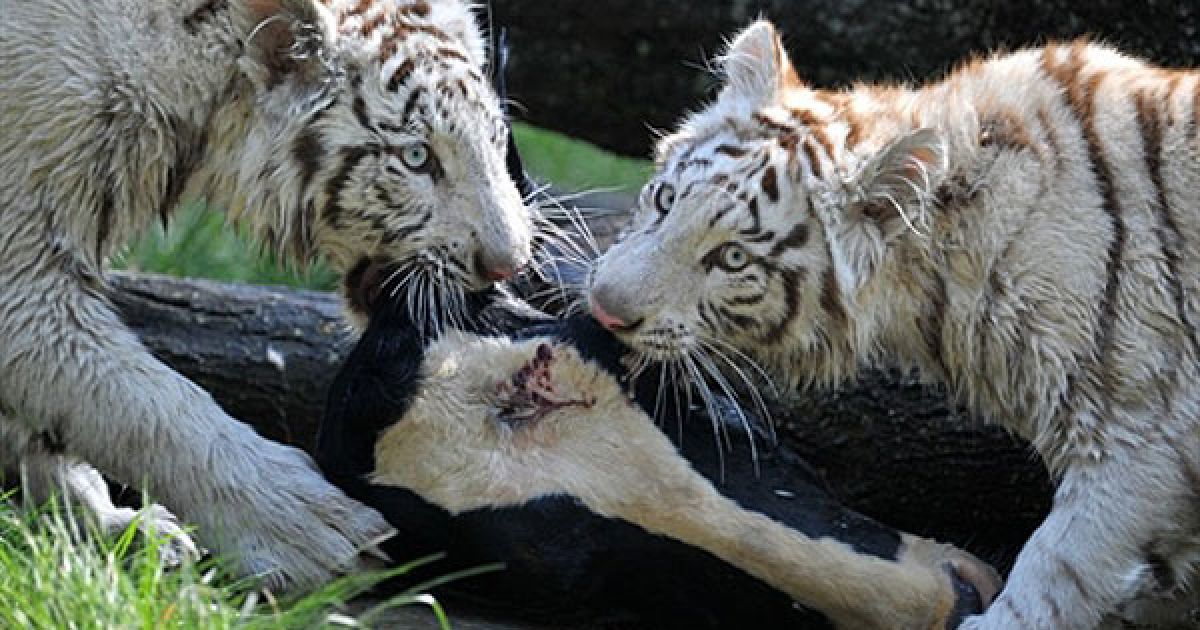 Німеччина, Ходенхаген. Білі тигри доїдають голову корови у своєму вольєрі у парку тварин Серенгеті в північно-західному німецькому місті Ходенхаген. / © AFP