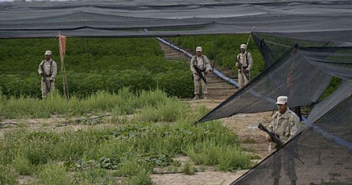 Мексиканська армія виявила поблизу кордону зі США найбільшу плантацію марихуани в історії країни, площею 120 га. / © AFP
