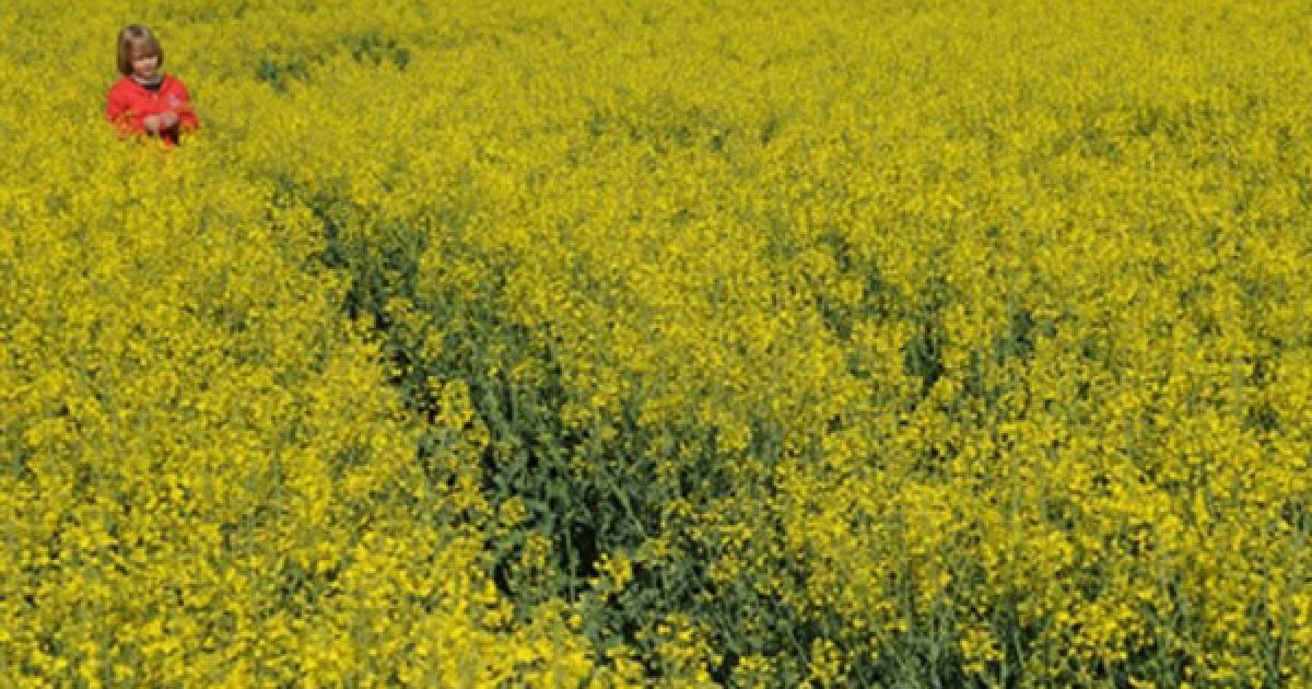 Німеччина, Пухгайм. Хлопчик гуляє по полю з квітками у баварському містечку Пухгайм. Температура повітря на півдні Німеччини піднялася до 15 градусів Цельсія. / © AFP