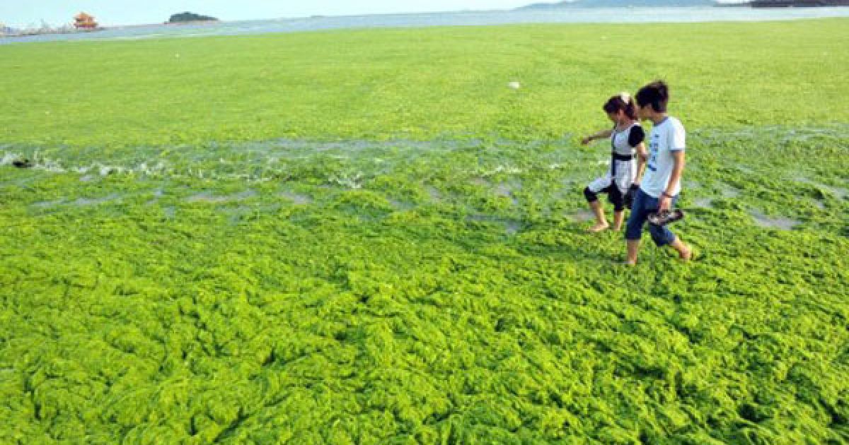 Пляжі китайської провінції на березі Жовтого моря потерпають від нашестя зелених водоростей. / © AFP