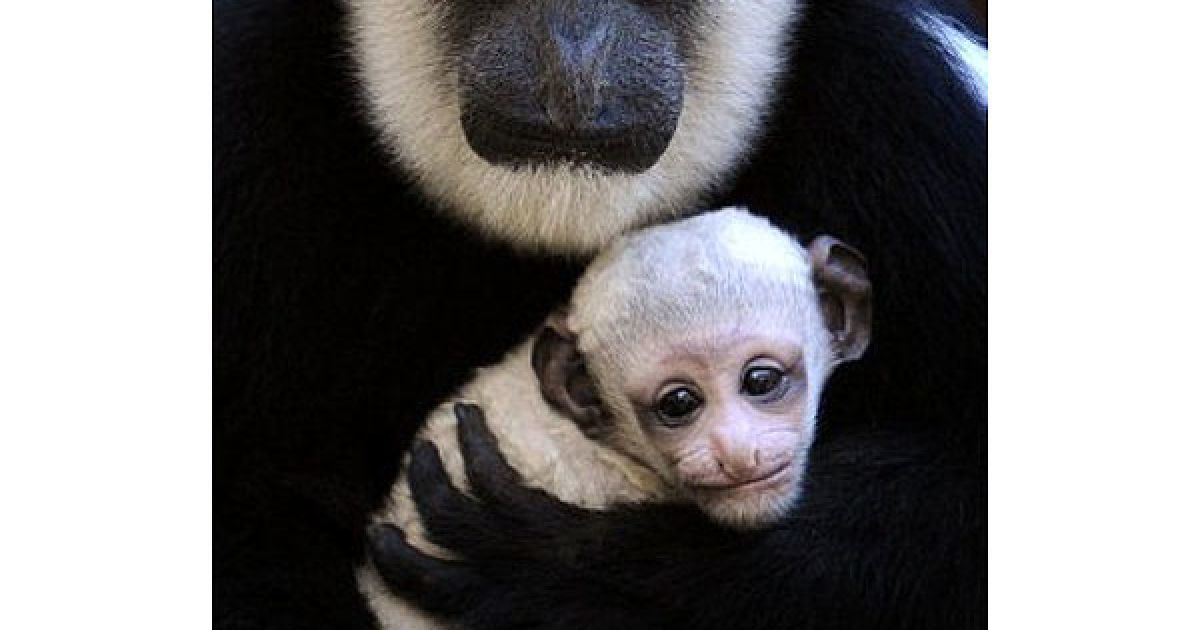 Австралія, Мельбурн. Новонароджена мавпочка у зоопарку Мельбурна грає зі своєю матір'ю Кловер. / © AFP