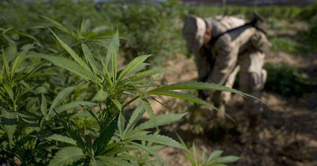 Мексиканська армія виявила поблизу кордону зі США найбільшу плантацію марихуани в історії країни, площею 120 га. / © AFP
