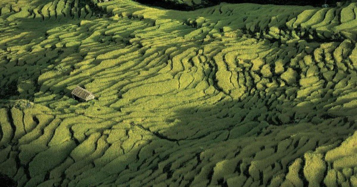 Рисові поля в Непалі / © Yann Arthus-Bertrand