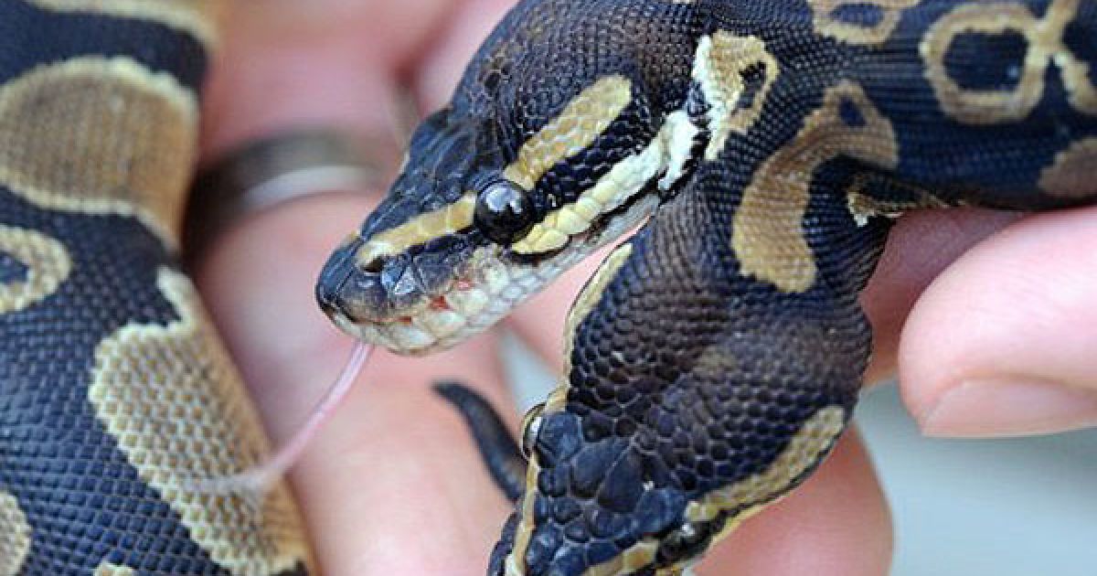 Німеччина, Віллінген-Швеннінген. Двоголовий півметровий пітон Regius мешкає в Віллінген-Швеннінгені. / © AFP