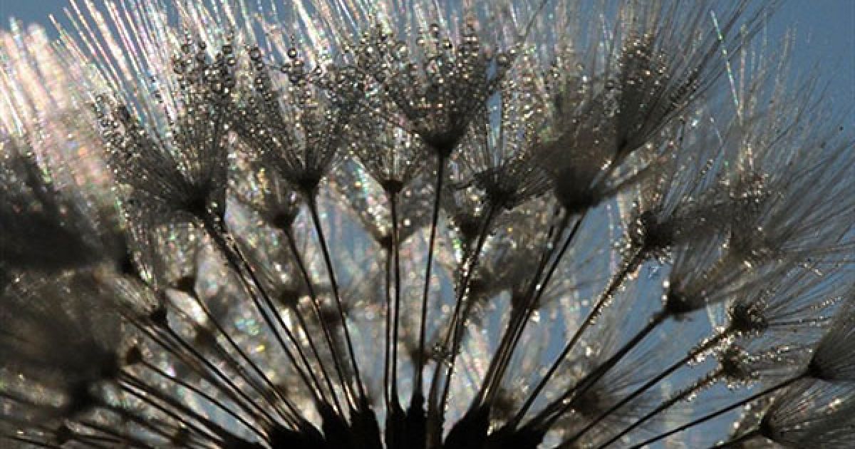 Німеччина, Гайзінген. Краплі води від танення снігу залишаються на квітці кульбаби у південному німецькому місті Гайзінген, де відновились нічні заморозки. / © AFP