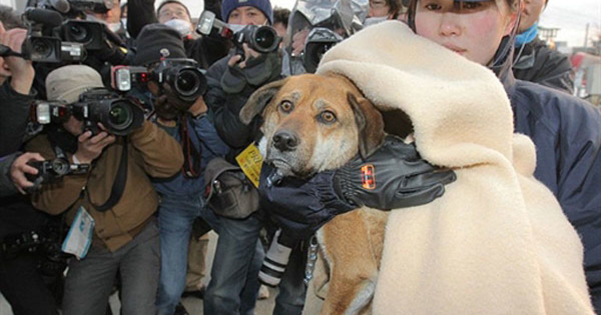 Японія, Сіогама. Собака, який був знайдений дрейфуючим на залишках будинку біля берегів Кесеннуми на Тихому океані. Берегова охорона Японії продовжує шукати тисячі людей, зниклих безвісті під час землетрусу і цунамі. / © AFP
