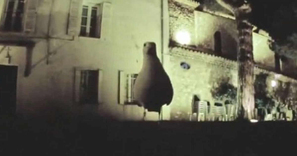 Чайка викрала відеокамеру і зняла відео свого польоту над Каннами