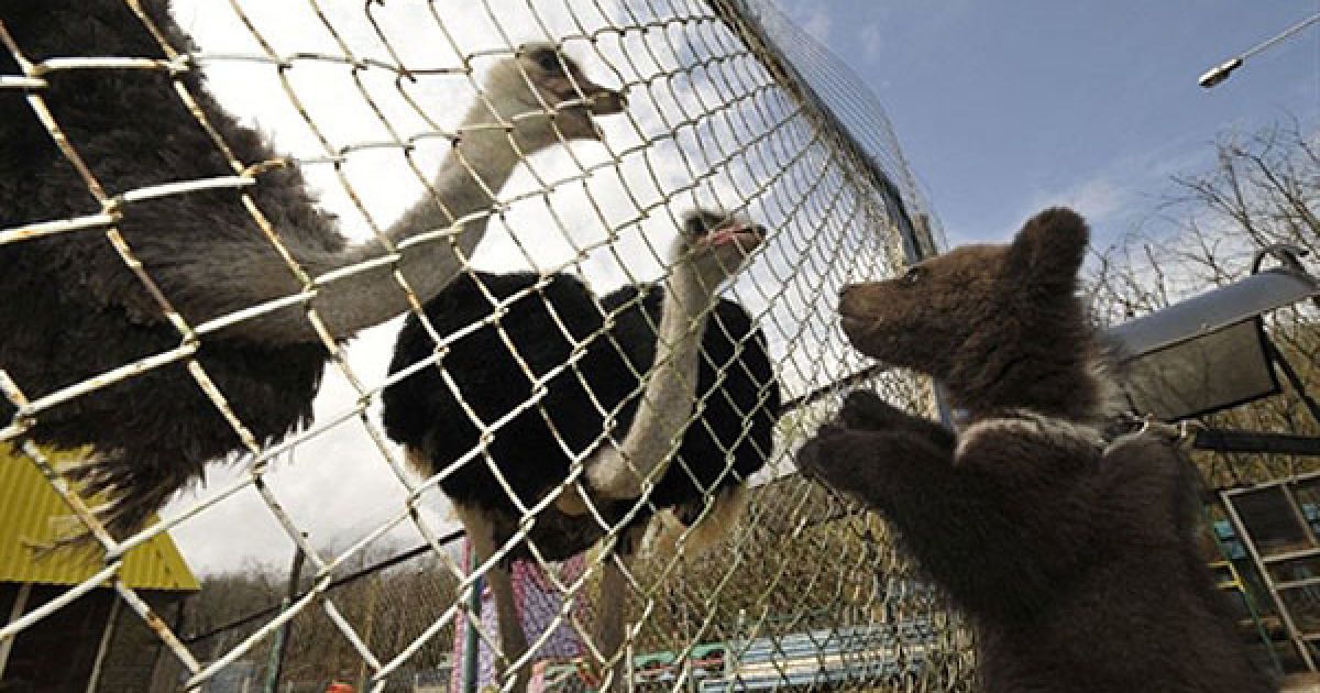 Росія, Ставрополь. Тримісячне ведмежа, яке народилося в міста Ставрополь, дивиться на вольєр зі страусами. / © AFP