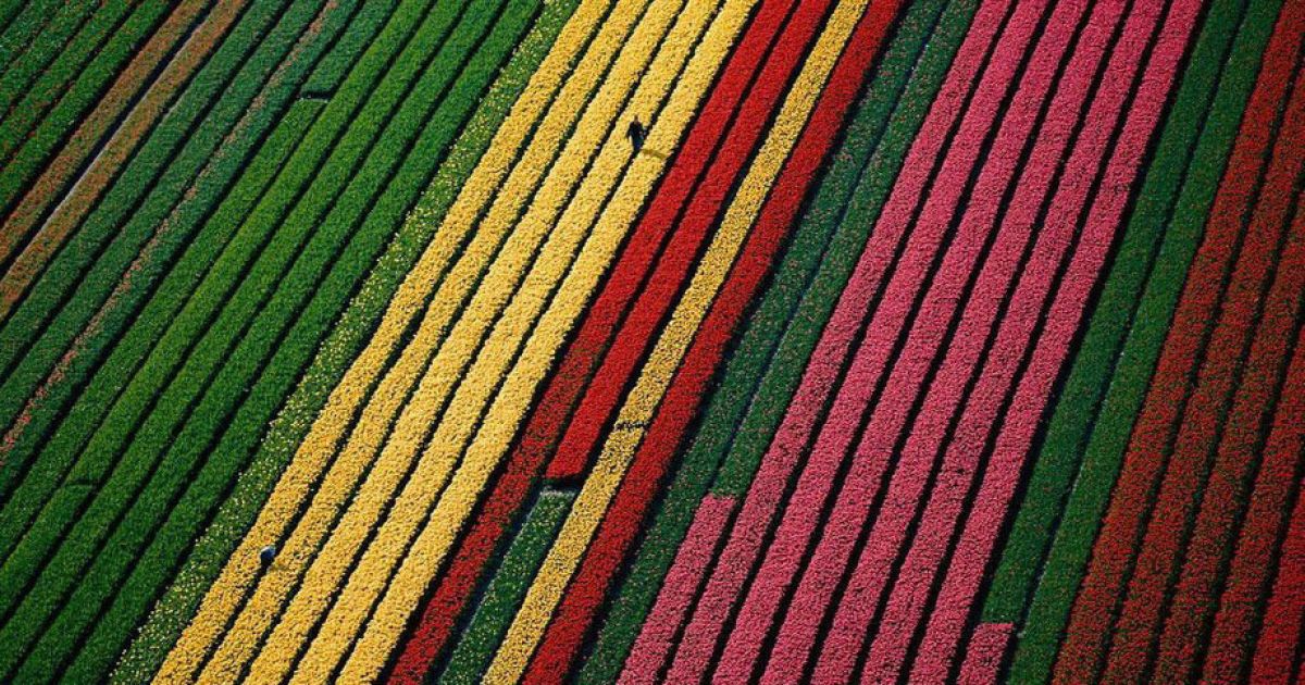 Квітуче поле поблизу Ліссе, Нідерланди. / © Yann Arthus-Bertrand