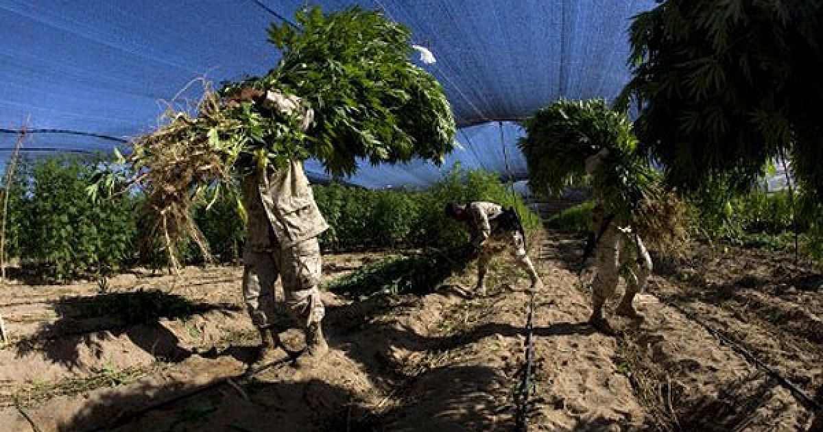 Мексиканська армія виявила поблизу кордону зі США найбільшу плантацію марихуани в історії країни, площею 120 га. / © AFP
