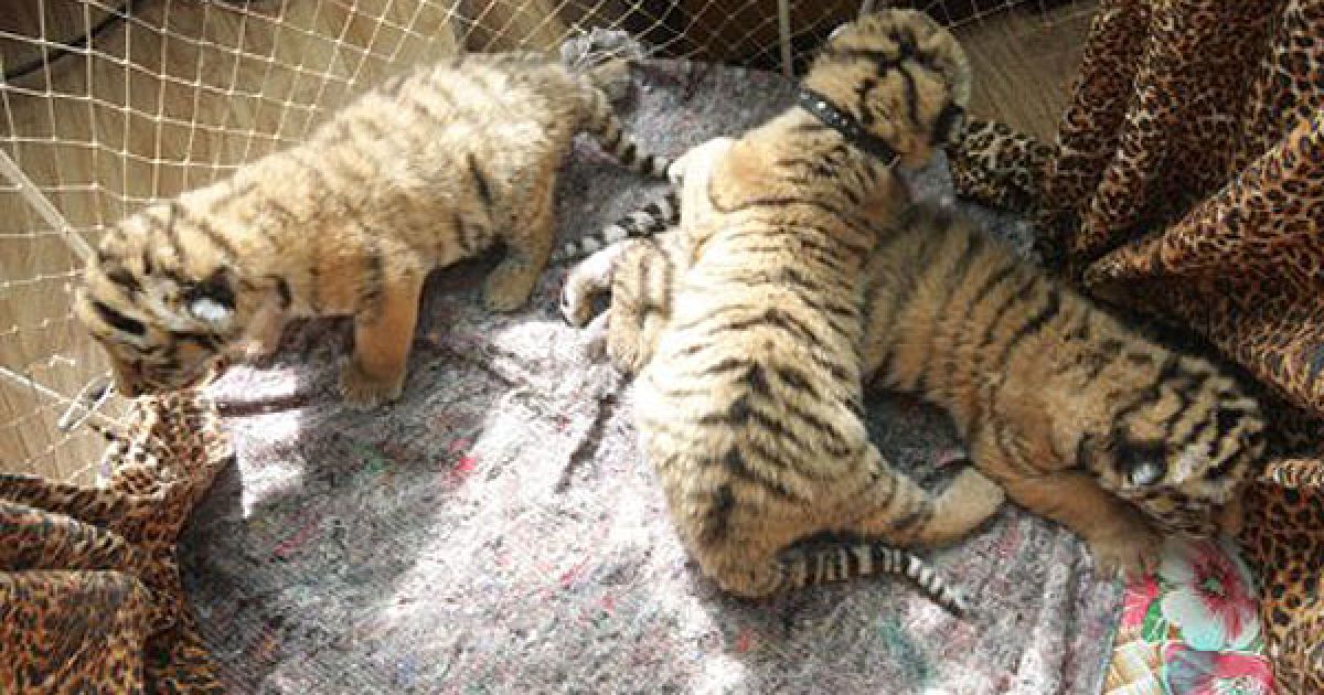 В ялтинському приватному зоопарку "Казка" народилась трійня уссурійських тигренят. / © УНІАН