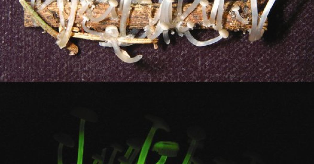 Гриби, що світяться, Mycena luxaeterna