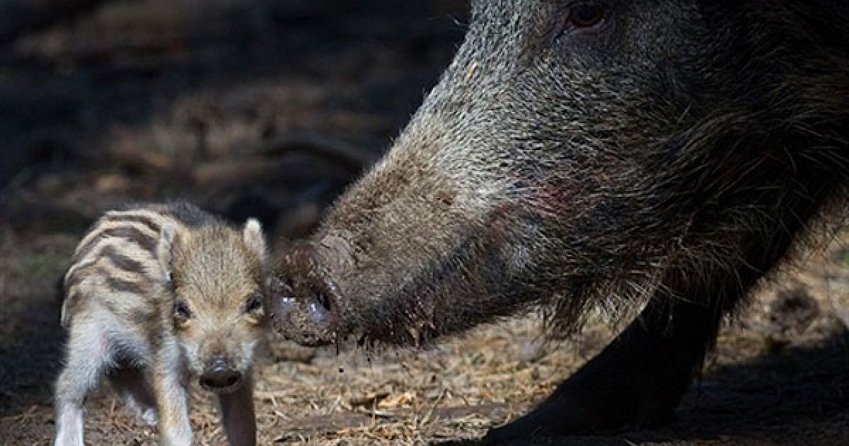 Німеччина, Клайстов. Молодий кабанчик стоїть поруч зі своєю матір&rsquo;ю у парку оленей Клайстов у Східній Німеччині. / © AFP