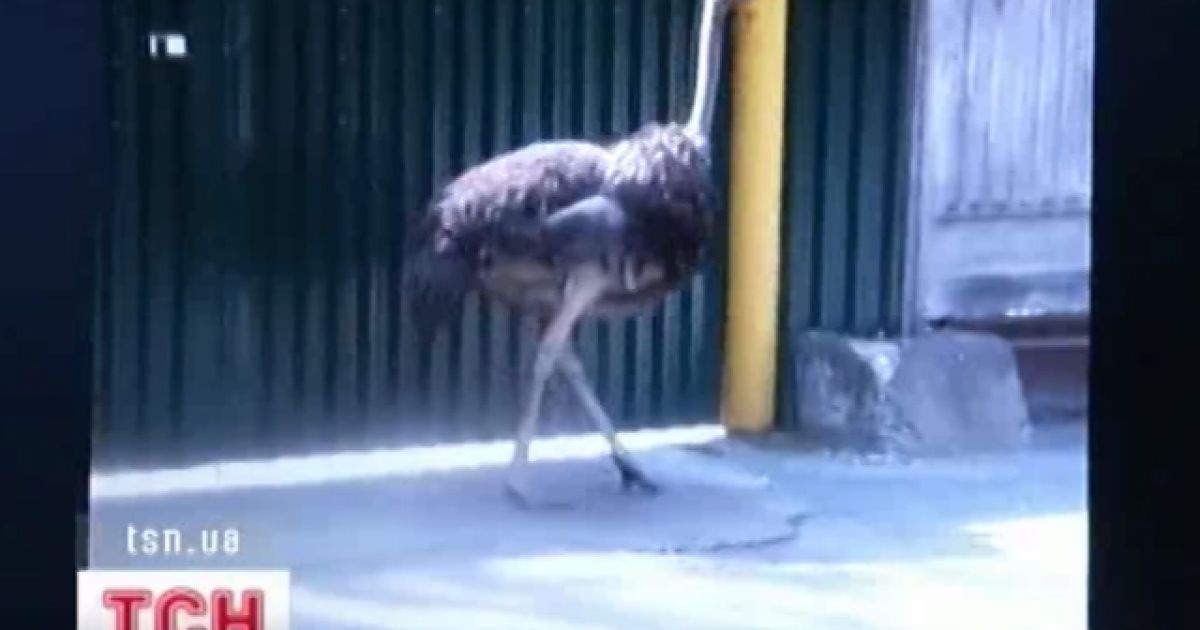 Страус в Києві