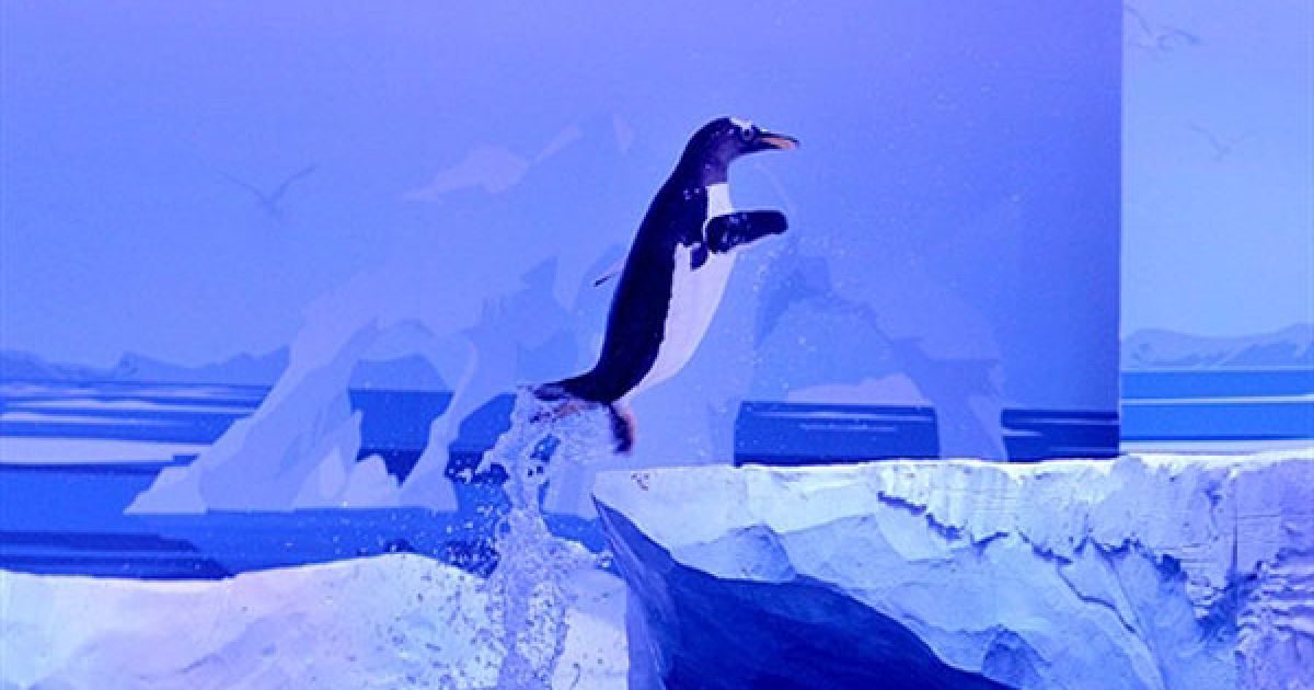 Великобританія, Лондон. Пінгвін Gentoo вистрибує з води у Лондонському морському акваріумі, до якого нещодавно привезли дев&#039;ять пінгвінів Gentoos з зоопарку Едінбурга. / © AFP