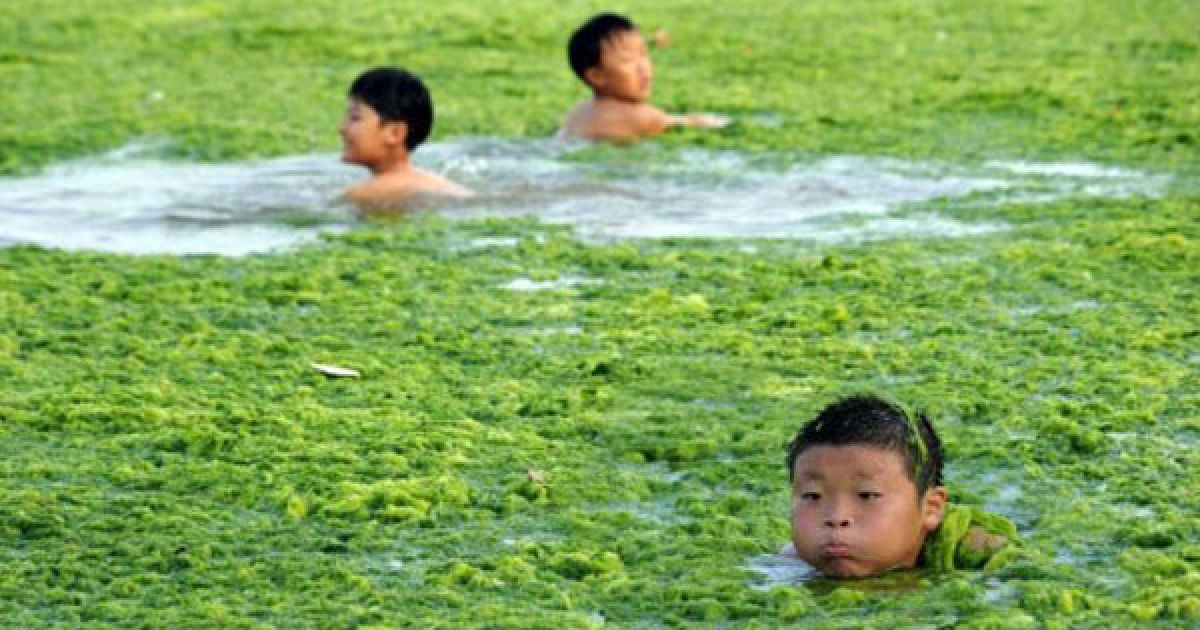 Розчищати пляжі від тонн зелених водоростей допомагають місцеві рибалки, водолази та військові. / © AFP