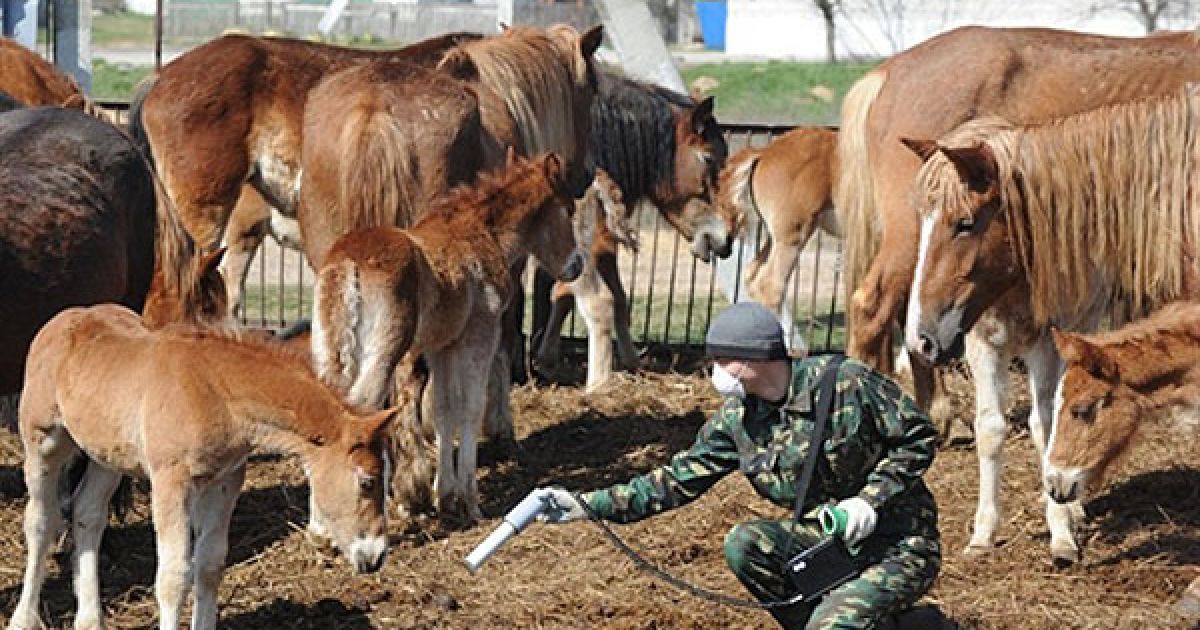 Білорусь, Воротець. Працівник служби радіаційно-екологічного контролю перевіряє рівень радіації на фермі у містечку Воротець, яке розташоване у 30-кілометровій зоні навколо Чорнобильської АЕС. / © AFP
