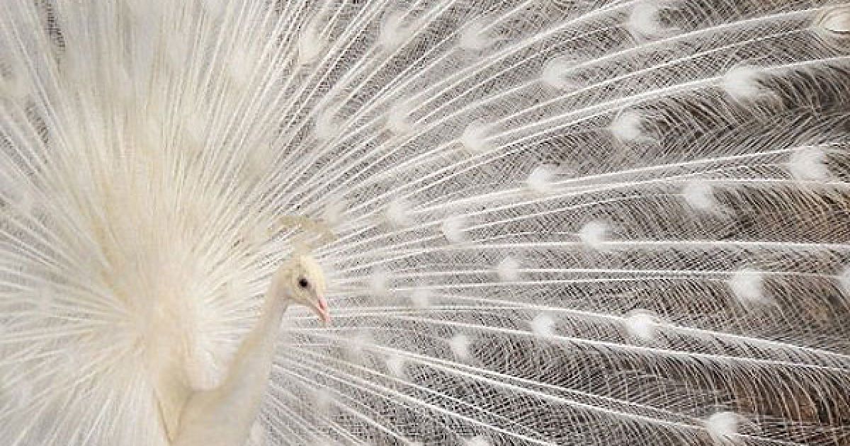 Індія, Хайдарабад. Білий павич показує своє пір'я у клітці зоопарку Неру в Хайдарабаді. Павич є національним індійським птахом-символом. / © AFP