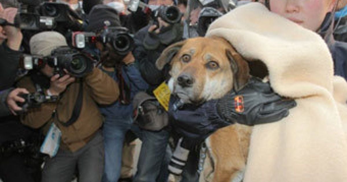 Врятований пес Бонь