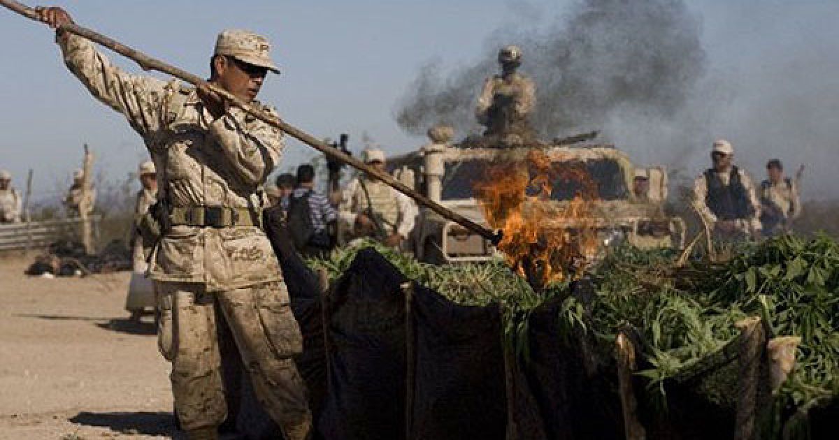 Мексиканська армія виявила поблизу кордону зі США найбільшу плантацію марихуани в історії країни, площею 120 га. / © AFP