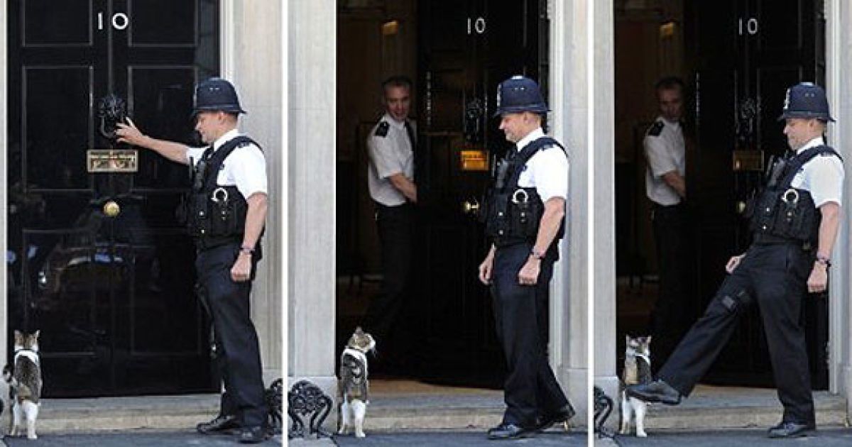Великобританія, Лондон. Поліцейський впускає кота Ларрі, який офіційно мешкає на Даунінг-стріт, до резиденції прем'єр-міністра Великобританії. До обов&rsquo;язків Ларрі входить ловити мишей в будинку британського прем&rsquo;єра. / © AFP