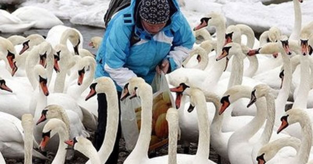 Естонія, Таллінн. Людина годує лебедів у бухті міста Таллінн. / © AFP