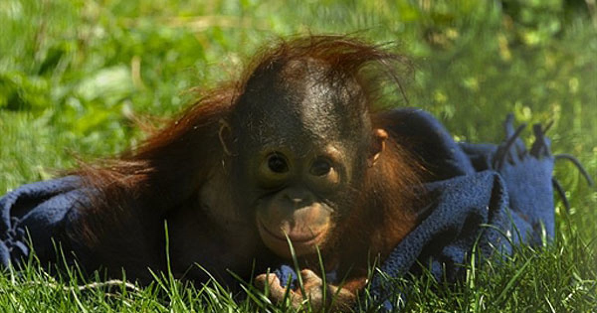 Іспанія, Мадрид. Дитинча орангутанга Бу сидить у своєму вольєрі в зоопарку Мадрида. Бу, якому нещодавно виповнилось 9 місяців, назвали на честь санскритського "Bhoomi", що означає Земля. / © AFP