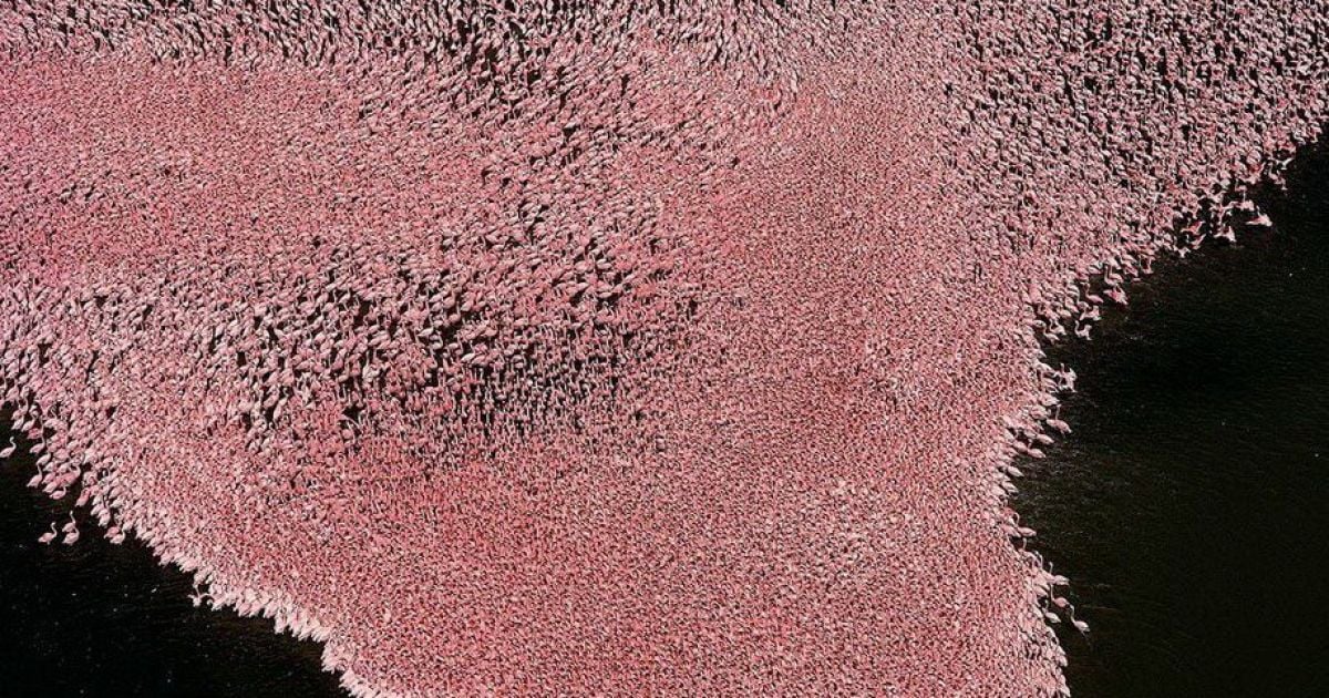 Фламінго на озері у Кенії. / © Yann Arthus-Bertrand