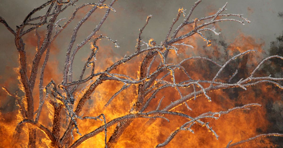 В штаті Техас вирують масштабні пожежі, викликані посухою та сильним вітром. / © AFP