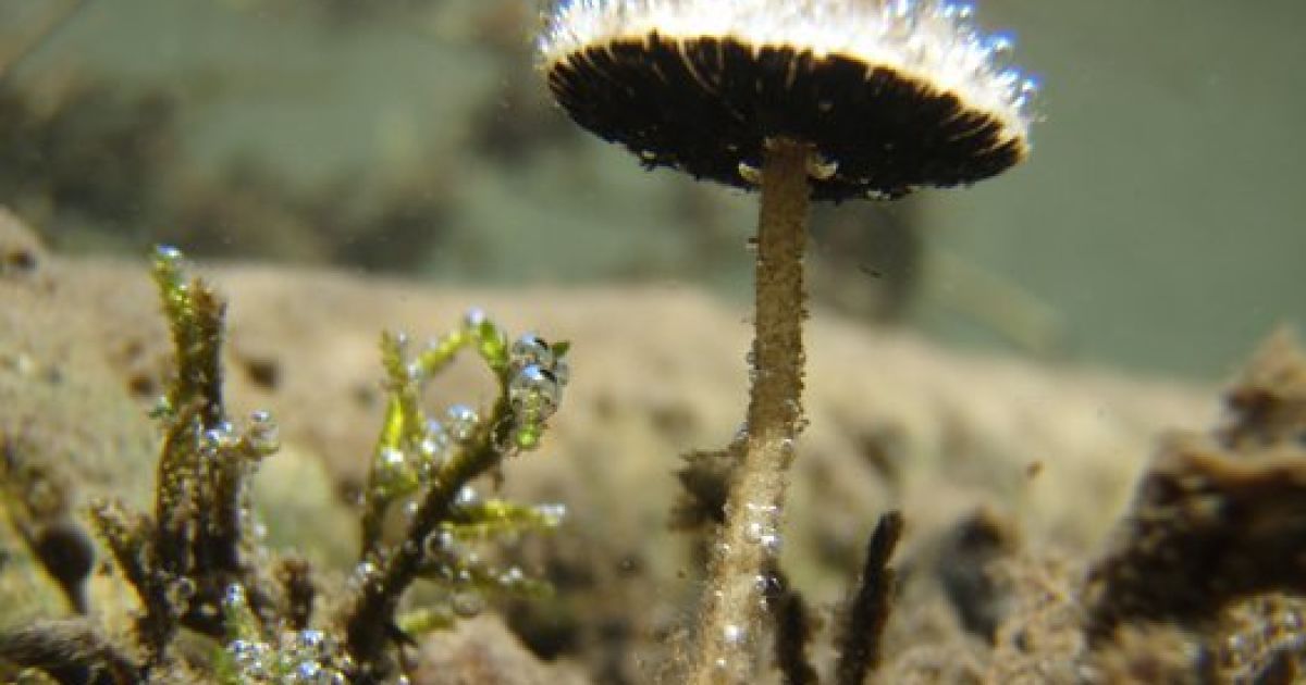 Підводний гриб Psathyrella aquatica