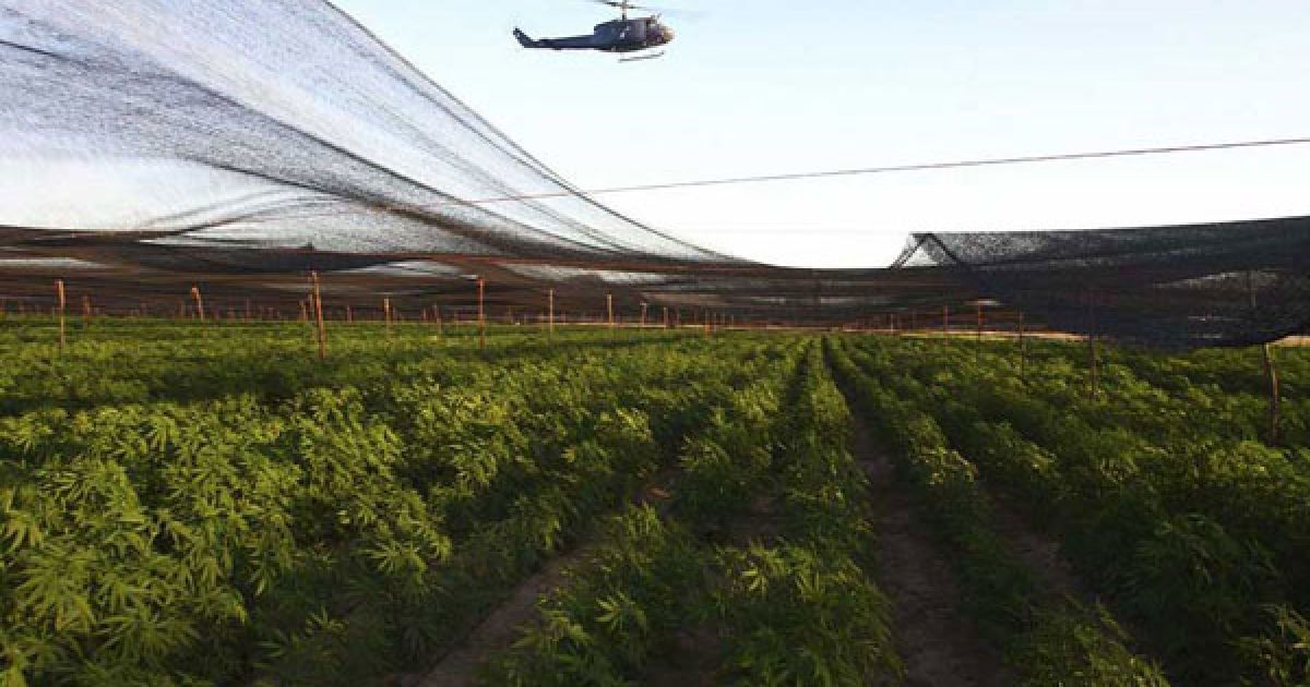 Мексиканська армія виявила поблизу кордону зі США найбільшу плантацію марихуани в історії країни, площею 120 га. / © bigpicture.ru